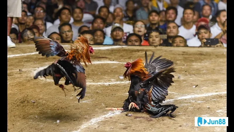 Môi trường an toàn cho gà Môi trường an toàn cho gà