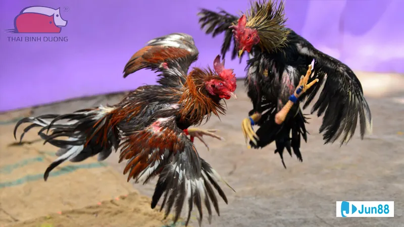 Gà đổ chảo với gia vị thơm ngon Gà đổ chảo với gia vị thơm ngon