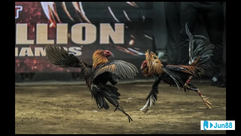 Phương pháp đổ gà đá hiệu quả Phương pháp đổ gà đá hiệu quả