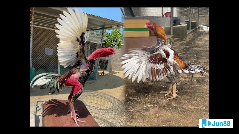 Sức bền bỉ và ổn định Sức bền bỉ và ổn định