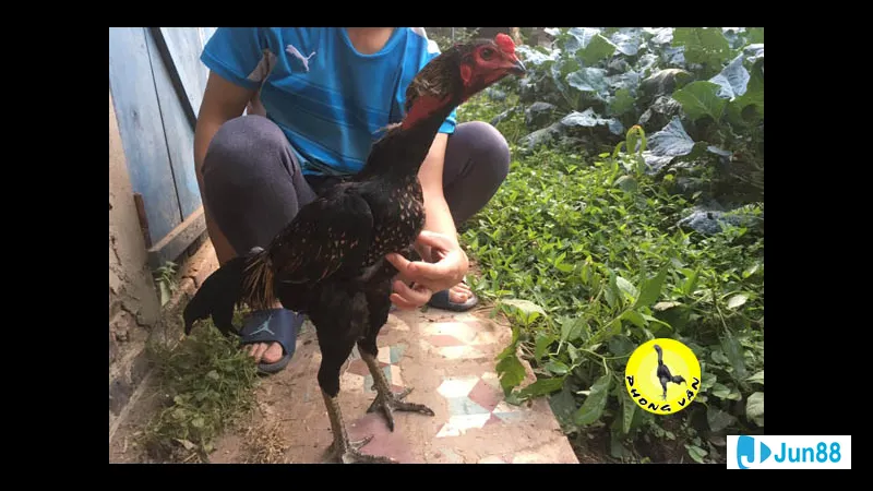 Minh họa cho Lối đá sỏ trong bài Minh họa cho Lối đá sỏ trong bài