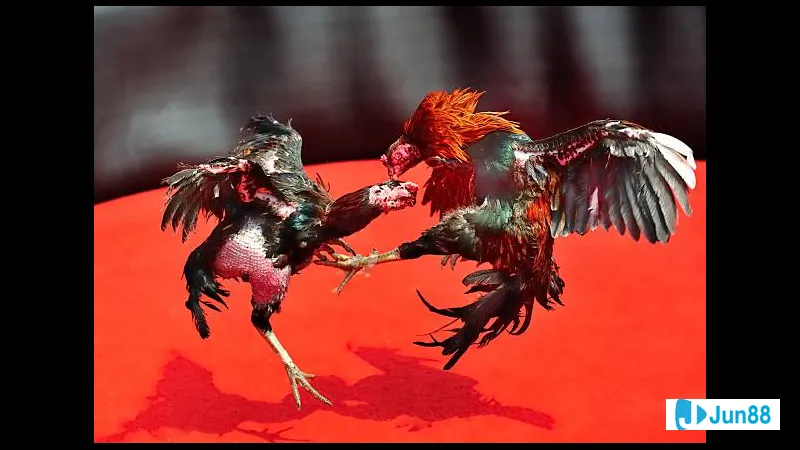 lối đá đóng vai trò quan trọng trong Lối đá đóng vai trò quan trọng trong