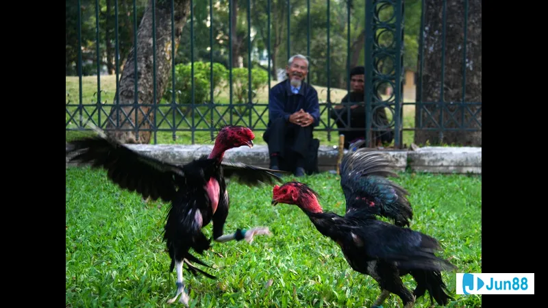 Lối đá mé trong ánh nắng chiều Lối đá mé trong ánh nắng chiều