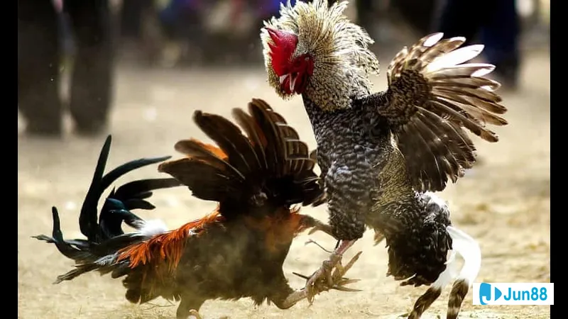 Lối đá gà chọi đặc trưng Lối đá gà chọi đặc trưng
