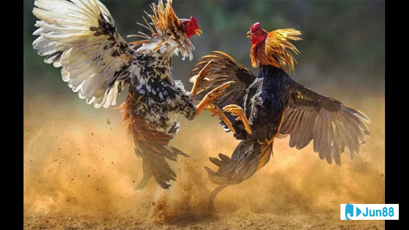 Khu vực nuôi gà sạch sẽ và chuẩn