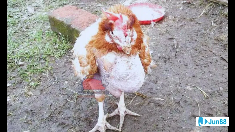 Om bóp và chạy lồng