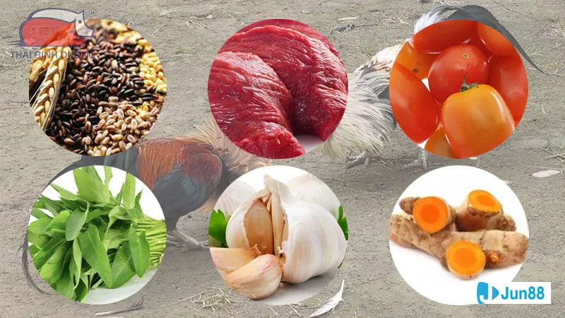 Gà đá khỏe mạnh trên trại nuôi