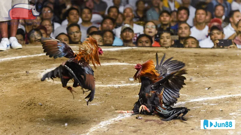 Chế độ dinh dưỡng